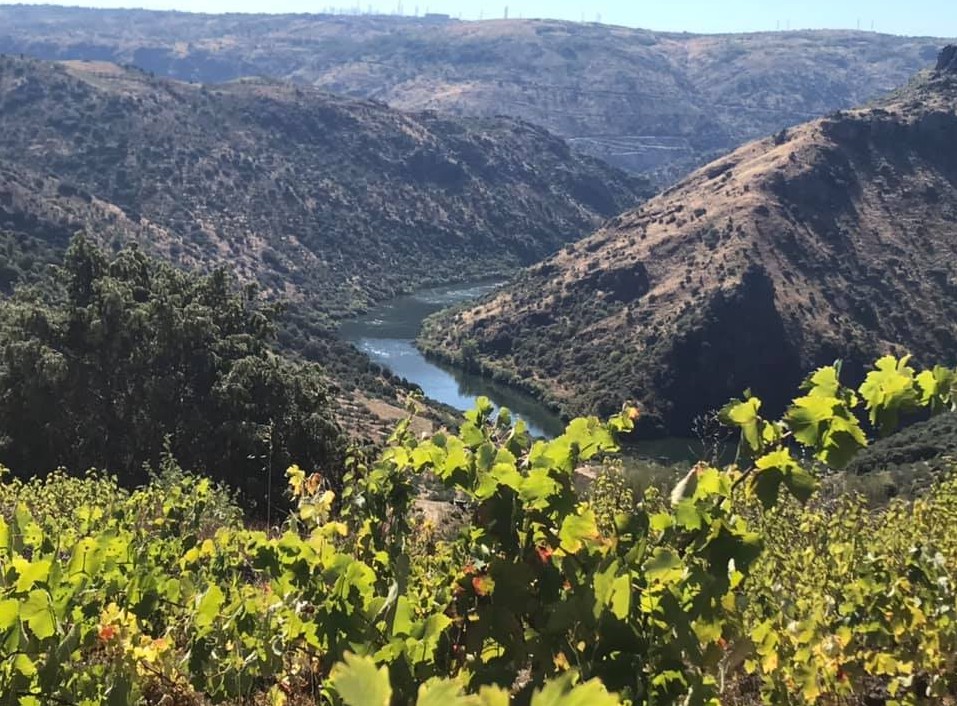 Arribas Wine Company